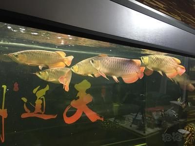 與龍魚混養(yǎng)的熱帶魚 龍魚百科 第2張