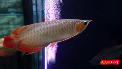 與龍魚混養(yǎng)的熱帶魚 龍魚百科 第3張