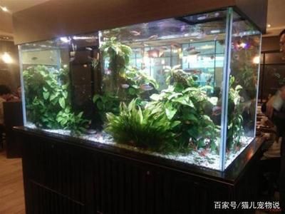 多久換水魚(yú)缸合適：養(yǎng)魚(yú)水質(zhì)管理全攻略 魚(yú)缸百科 第1張