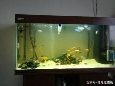 多久換水魚(yú)缸合適：養(yǎng)魚(yú)水質(zhì)管理全攻略 魚(yú)缸百科 第3張