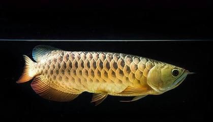 魟魚(yú)的壽命：魟魚(yú)的壽命一般在多久？ 魟魚(yú)百科 第2張