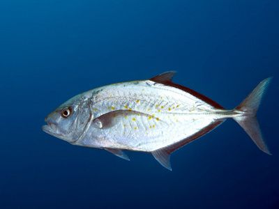 魟魚(yú)的壽命：魟魚(yú)的壽命一般在多久？ 魟魚(yú)百科 第3張