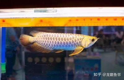 如何挑選好的金龍魚：如何挑選金龍魚 龍魚百科 第1張