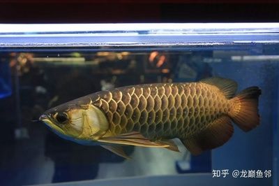 如何挑選好的金龍魚：如何挑選金龍魚 龍魚百科 第2張