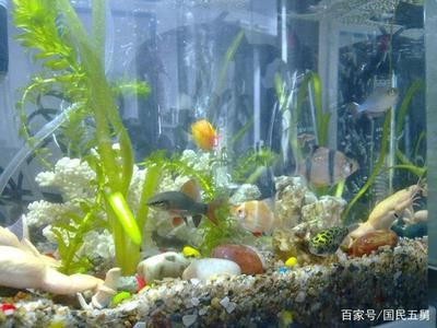 魟魚可以一星期喂一次嗎：魟魚可以一周喂一次嗎 魟魚百科 第1張