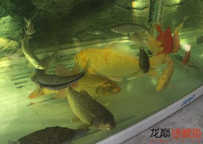 茶葉放魚缸里好不好：茶葉可以放魚缸里嗎？ 魚缸百科 第2張