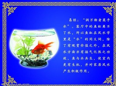 對魚缸里的魚的描寫句子：魚缸生態(tài)揭秘