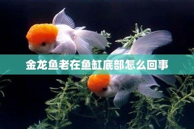 對魚缸里的魚的描寫句子：魚缸生態(tài)揭秘