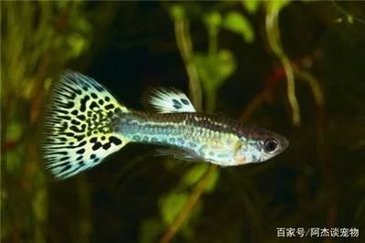 龍魚的生活環(huán)境是什么：龍魚的生活環(huán)境主要包括以下幾個(gè)方面，龍魚才能健康快樂地生長(zhǎng) 龍魚百科 第1張