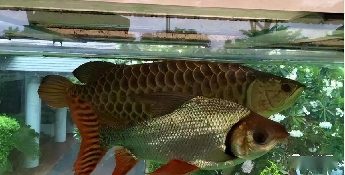 印尼虎魚多大可以吃泥鰍了：印尼虎魚在超過4cm以后可以喂食泥鰍了 虎魚百科 第2張