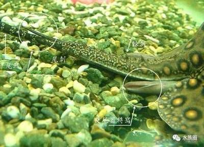 淡水魟魚(yú)怎么養(yǎng)：淡水魟魚(yú)的飼養(yǎng)需要注意以下幾個(gè)方面：淡水魟魚(yú) 魟魚(yú)百科 第1張