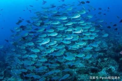 蝙蝠魟魚 魟魚百科 第3張