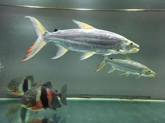 白金猛魚需要多大的魚缸：白金猛魚的飼養(yǎng)方法