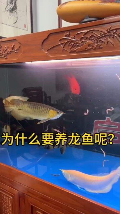 為什么要養(yǎng)龍魚：為什么要養(yǎng)龍魚，小伙不帥 觀賞魚論壇