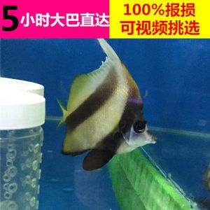 從哪里可以買到便宜的魚缸呢：如何購買便宜的魚缸？ 魚缸百科 第4張