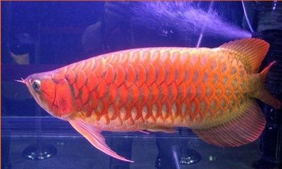 紅龍魚(yú)和金龍：紅龍魚(yú)和金龍魚(yú)在產(chǎn)地、外觀品種和價(jià)格以及飼養(yǎng)技巧 龍魚(yú)百科 第1張