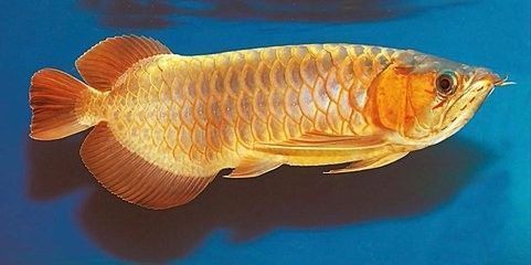 喂養(yǎng)龍魚(yú)用濾水,需要的濾料都有那些：喂養(yǎng)龍魚(yú)所需濾水設(shè)備和濾料的選擇 龍魚(yú)百科 第3張