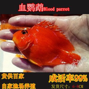 龍魚最小用幾米的缸養(yǎng)合適：養(yǎng)殖龍魚的最小合適魚缸尺寸 龍魚百科 第1張