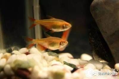 常見的觀賞魚小魚：常見的觀賞魚小魚品其特點(diǎn) 魚缸百科 第2張