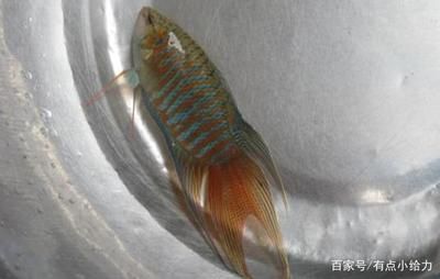 常見的觀賞魚小魚：常見的觀賞魚小魚品其特點(diǎn) 魚缸百科 第3張