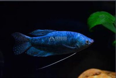 黃藍曼龍魚怎樣養(yǎng)殖：黃藍曼龍魚的養(yǎng)殖方法和注意事項 龍魚百科 第3張