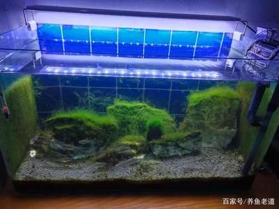 除魚缸綠藻的魚：哪些魚類可以幫助清除魚缸綠藻？ 魚缸百科 第3張