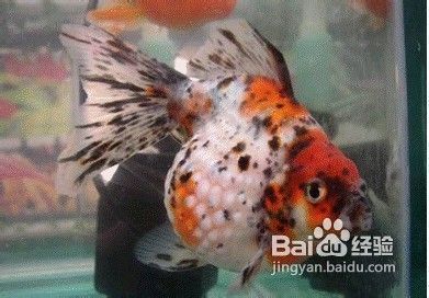 大魚缸養(yǎng)金魚視頻：大魚缸養(yǎng)金魚的專業(yè)知識和技巧金魚養(yǎng)殖常見誤區(qū) 魚缸百科 第3張