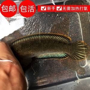 龍魚要打氧嗎：龍魚是否需要24小時(shí)打氧？ 龍魚百科 第1張