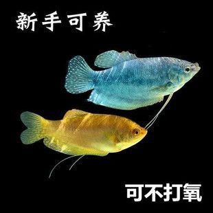 龍魚要打氧嗎：龍魚是否需要24小時(shí)打氧？ 龍魚百科 第3張