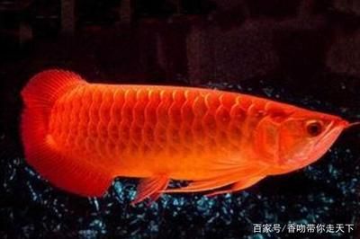 家里養(yǎng)紅龍魚的風(fēng)水說法：家里養(yǎng)紅龍魚的風(fēng)水講究 龍魚百科 第2張