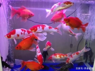 大魚缸觀賞魚：大型觀賞魚的種類、飼養(yǎng)密度、魚缸的清潔和維護技巧 魚缸百科 第1張