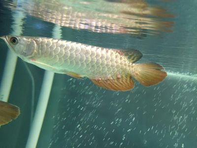 龍魚缸長青苔對魚有害嗎：龍魚缸長青苔對魚有害嗎龍魚缸長青苔對魚有害嗎 龍魚百科