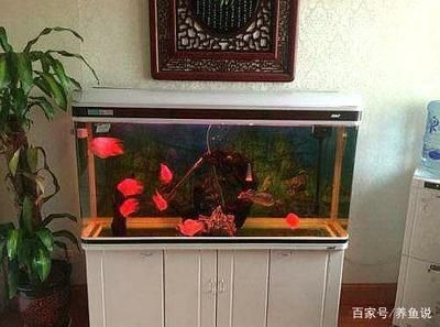 大魚缸怎么樣才能養(yǎng)魚呢：新手養(yǎng)魚技巧和注意事項 魚缸百科 第3張