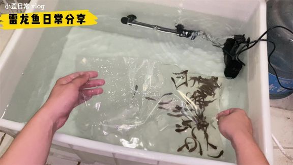 成品魚缸多少錢：成品魚缸的價格以及選購注意事項 魚缸百科 第3張