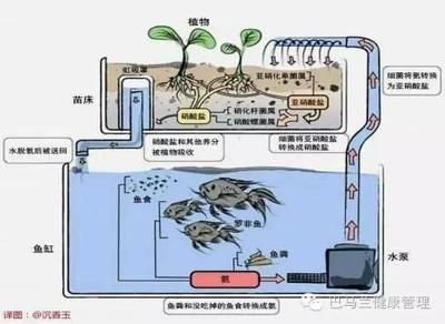 超市魚缸水循環(huán)示意圖怎么畫視頻：如何畫出超市魚缸水循環(huán)示意圖 魚缸百科 第1張