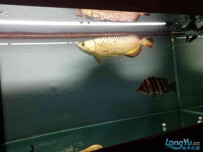 怎么捉龍魚：怎么捉龍魚捉龍魚的方法 龍魚百科 第3張