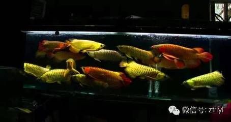 金龍魚用什么釣在哪里釣：《天天釣魚》釣金龍魚的方法和地點可能會有所不同