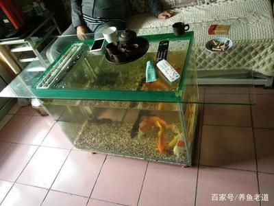 不用電的魚缸過(guò)濾器有用嗎安全嗎：不用電的魚缸過(guò)濾器可以通過(guò)不同的方式進(jìn)行循環(huán)和過(guò)濾 魚缸百科 第2張