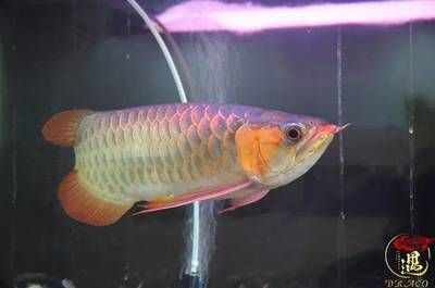 龍魚(yú)沉頭是什么樣子：龍魚(yú)沉頭是什么樣子的龍魚(yú)沉頭是什么樣子的 龍魚(yú)百科 第1張