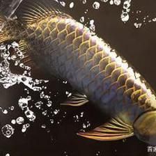 龍魚(yú)沉頭是什么樣子：龍魚(yú)沉頭是什么樣子的龍魚(yú)沉頭是什么樣子的 龍魚(yú)百科 第3張