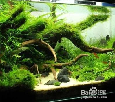 彩石要怎么處理再放魚缸：如何處理魚缸彩石 魚缸百科 第3張