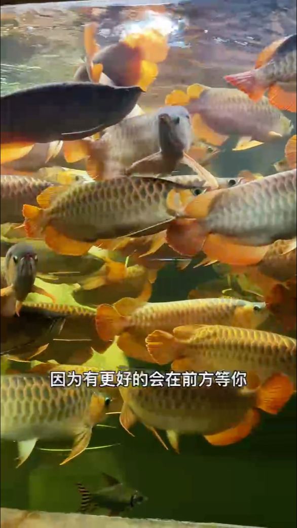 紅龍魚吃什么魚：紅龍魚在飼養(yǎng)過程中應(yīng)該投喂這些活餌來滿足它們的食性需求