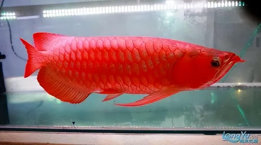 龍魚(yú)的體型特征是什么：龍魚(yú)的體型特征