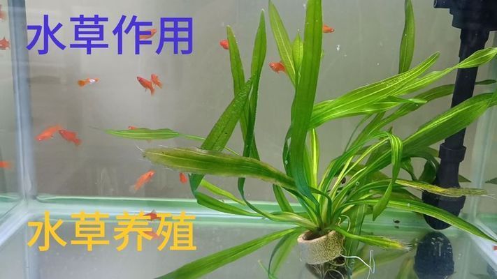 大魚缸可以養(yǎng)什么：大魚缸的日常管理 魚缸百科 第1張