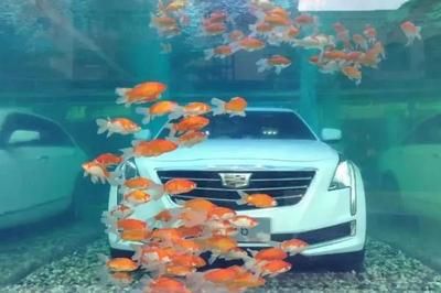 車沉魚缸,心沉大海的故事：車沉魚缸，心沉大海