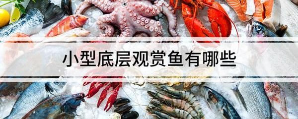 養(yǎng)紅龍魚最好用什么水：養(yǎng)紅龍魚最好使用什么水 龍魚百科