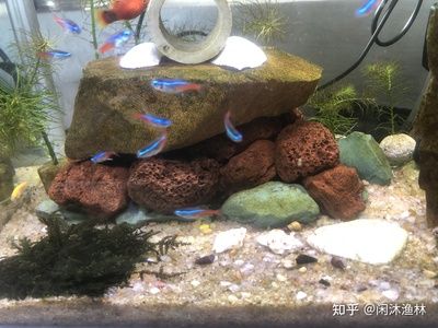 大型魚魚缸造景圖案：大型魚魚缸造景圖案的設(shè)計與施工魚缸造景的種類與選擇 魚缸百科 第3張