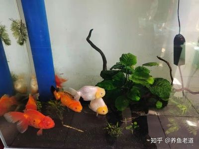 大魚缸可以養(yǎng)什么魚好看：大型魚缸飼養(yǎng)指南 魚缸百科 第3張