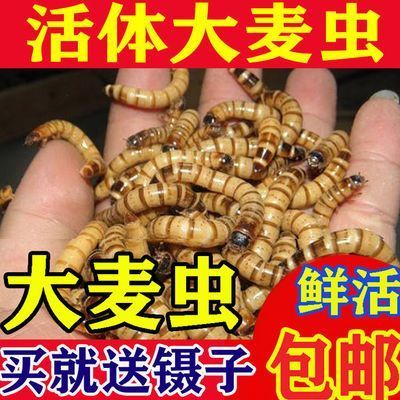 金龍魚的飼料指甲吃什么嗎：金龍魚的飼料指甲吃什么 龍魚百科 第3張