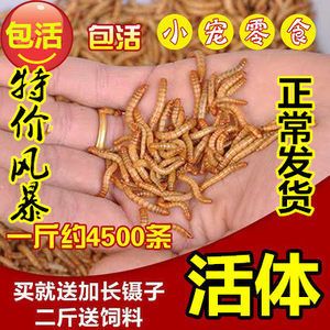 金龍魚的飼料指甲吃什么嗎：金龍魚的飼料指甲吃什么 龍魚百科 第2張